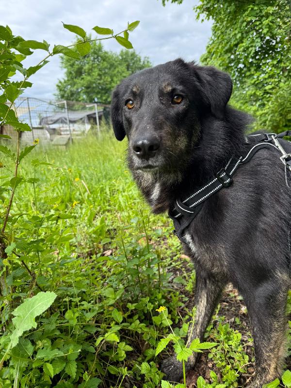 Montana cucciolona dal carattere tranquillo Foto 8